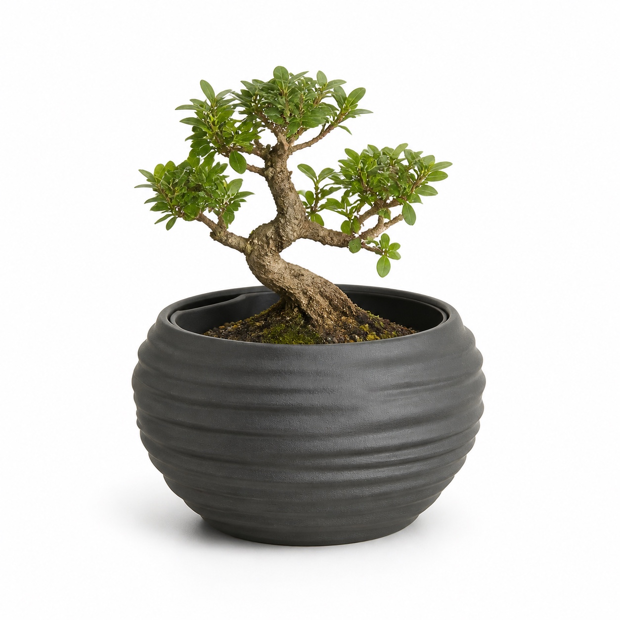 Maceta Raku